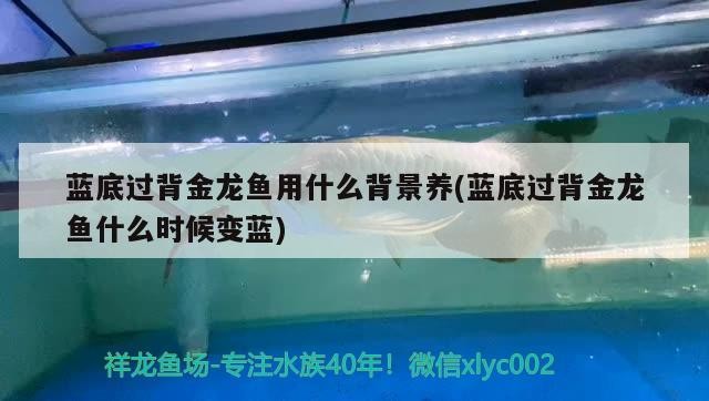 藍底過背金龍魚用什么背景養(藍底過背金龍魚什么時候變藍)