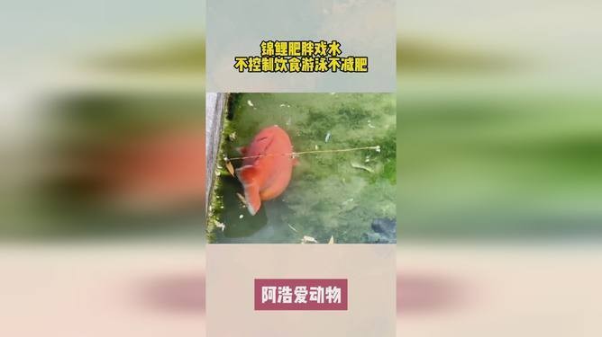 金龍魚的創始人郭鶴年：金龍魚的創始人郭鶴年是哪里人