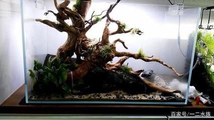 60的魚缸造景要多少錢：魚缸造景的費用可以根據您的預算和具體需求進行調整