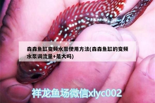 龍魚缸用多大的水泵好vs祥龍魚場：龍魚缸用多大水泵好vs祥龍魚場水泵選擇指南 龍魚缸用多大的水泵好vs祥龍魚場：龍魚缸用多大水泵好vs祥龍魚場水泵選擇指南 vs祥龍魚場 第1張
