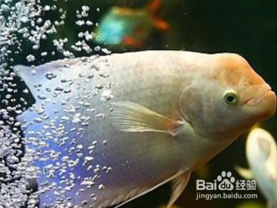 金龍魚擺件頭朝哪擺放：金龍魚擺件頭朝哪擺放飯店