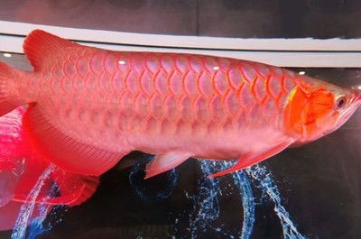養紅龍魚24小時開燈可以么：養紅龍魚時24小時開燈可以嗎