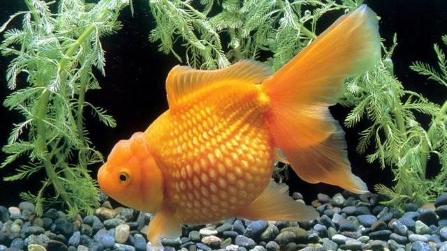 金龍魚擺件擺放忌諱：金龍魚擺件擺放忌諱什么