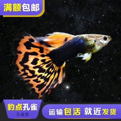 金龍魚32度水溫可以存活嗎：養(yǎng)金龍魚10大忌