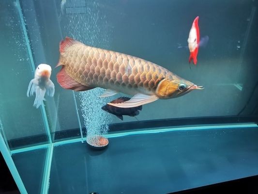 紅龍魚和虎魚混養用什么背景圖好看點：紅龍魚和虎魚混養缸布置技巧，適合紅龍魚的深色背景圖片