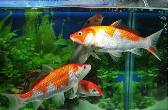 過背金龍魚怎么看公母圖解大全（過背金龍魚怎么看公母圖解大全視頻）