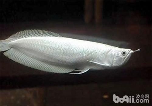 龍魚龍魚肚子不饒地游泳是什么病vs祥龍魚場:如何正確飼養(yǎng)龍魚 vs祥龍魚場 第1張 龍魚龍魚肚子不饒地游泳是什么病vs祥龍魚場:如何正確飼養(yǎng)龍魚 龍魚龍魚肚子不饒地游泳是什么病vs祥龍魚場:如何正確飼養(yǎng)龍魚 vs祥龍魚場 第1張