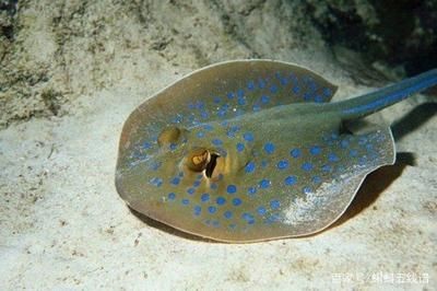 魟魚掉刺代表什么意思啊：魟魚掉刺代表什么意思