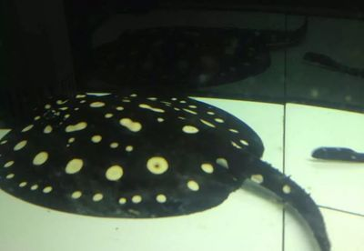 魟魚掉刺代表什么意思啊：魟魚掉刺代表什么意思