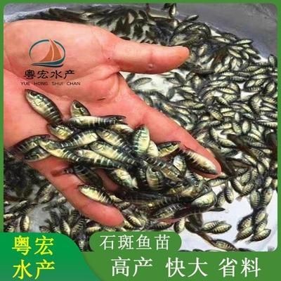 8公分虎魚苗喂什么飼料：8公分的虎魚苗喂什么飼料