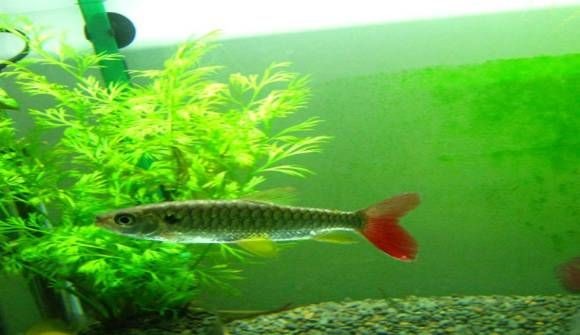 紅尾平克魚怎么混養（紅尾平克魚混養的基本要點）