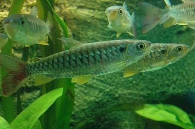 紅尾平克魚怎么混養（紅尾平克魚混養的基本要點）