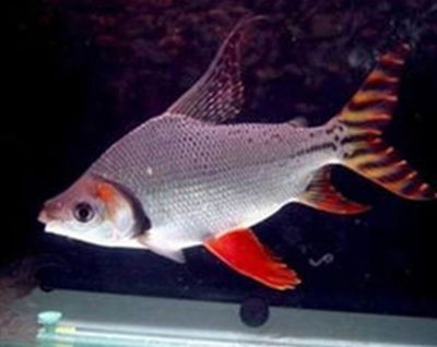 龍魚在哪買便宜的，購買便宜的龍魚可以通過多種途徑
