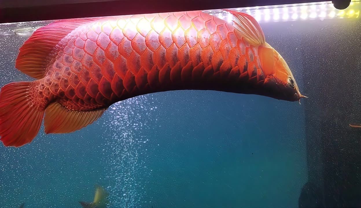 龍魚在哪買便宜的，購買便宜的龍魚可以通過多種途徑