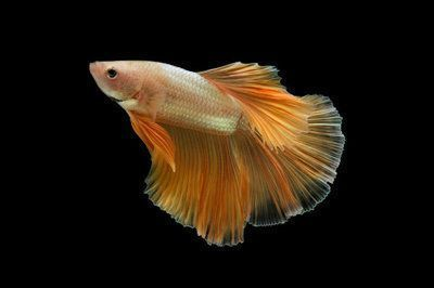 龍魚尾巴上有黑點是怎么回事？vs祥龍魚場：龍魚尾巴上出現黑點是怎么回事？