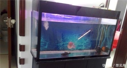 50魚缸養(yǎng)羅漢魚：羅漢魚的繁殖與飼養(yǎng)注意事項