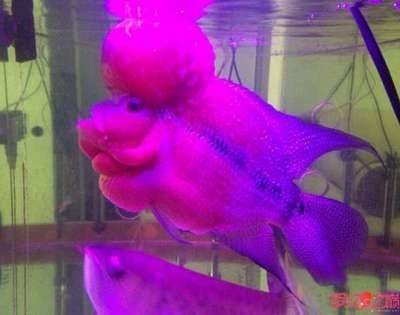 50魚缸養(yǎng)羅漢魚：羅漢魚的繁殖與飼養(yǎng)注意事項