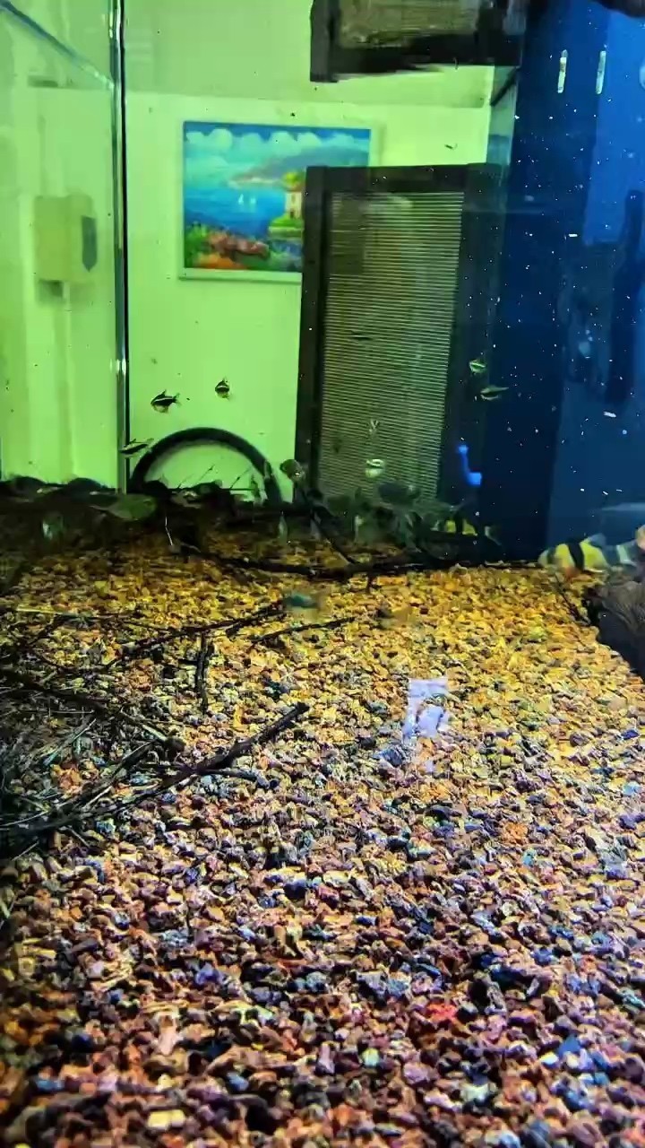 簡單造景