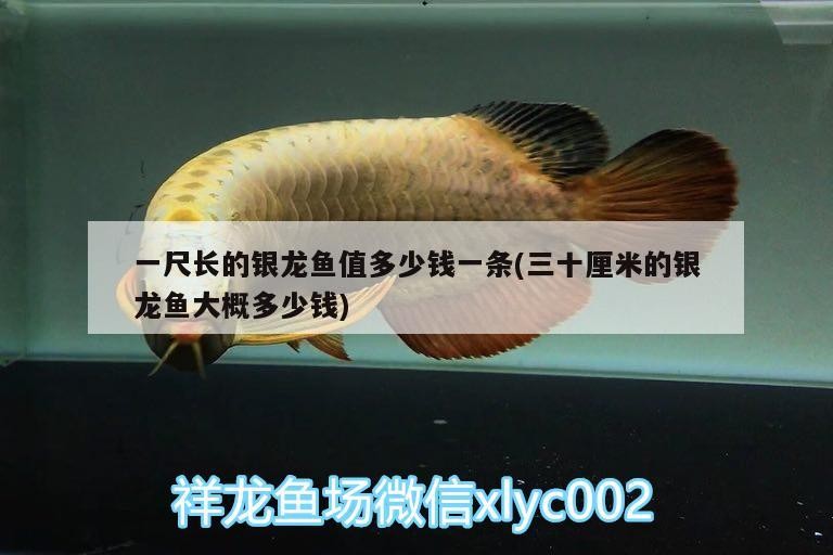 一尺長的銀龍魚值多少錢一條(三十厘米的銀龍魚大概多少錢)