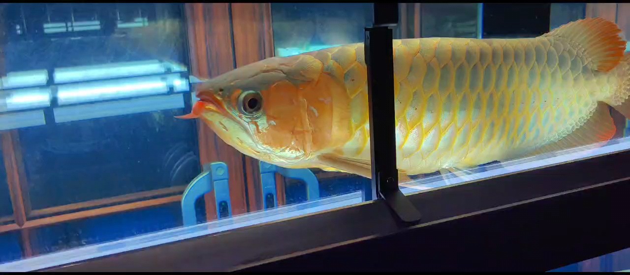魚缸用增氧泵價格是多少:魚缸增氧機-xtrac增氧機-xtrac增氧機 零點打卡 龍魚論壇 零點打卡 零點打卡 龍魚論壇