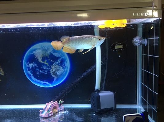 龍魚放大白片可以喂食嗎vs祥龍魚場：大白片可以喂食給龍魚嗎，