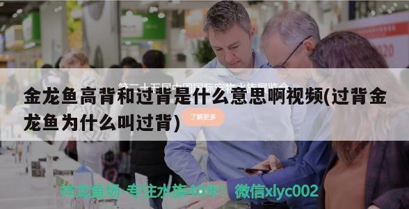 金龍魚高背和過背是什么意思啊視頻(過背金龍魚為什么叫過背)