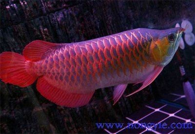 紅龍魚魚苗多少錢一個價格：紅龍魚市場價格趨勢