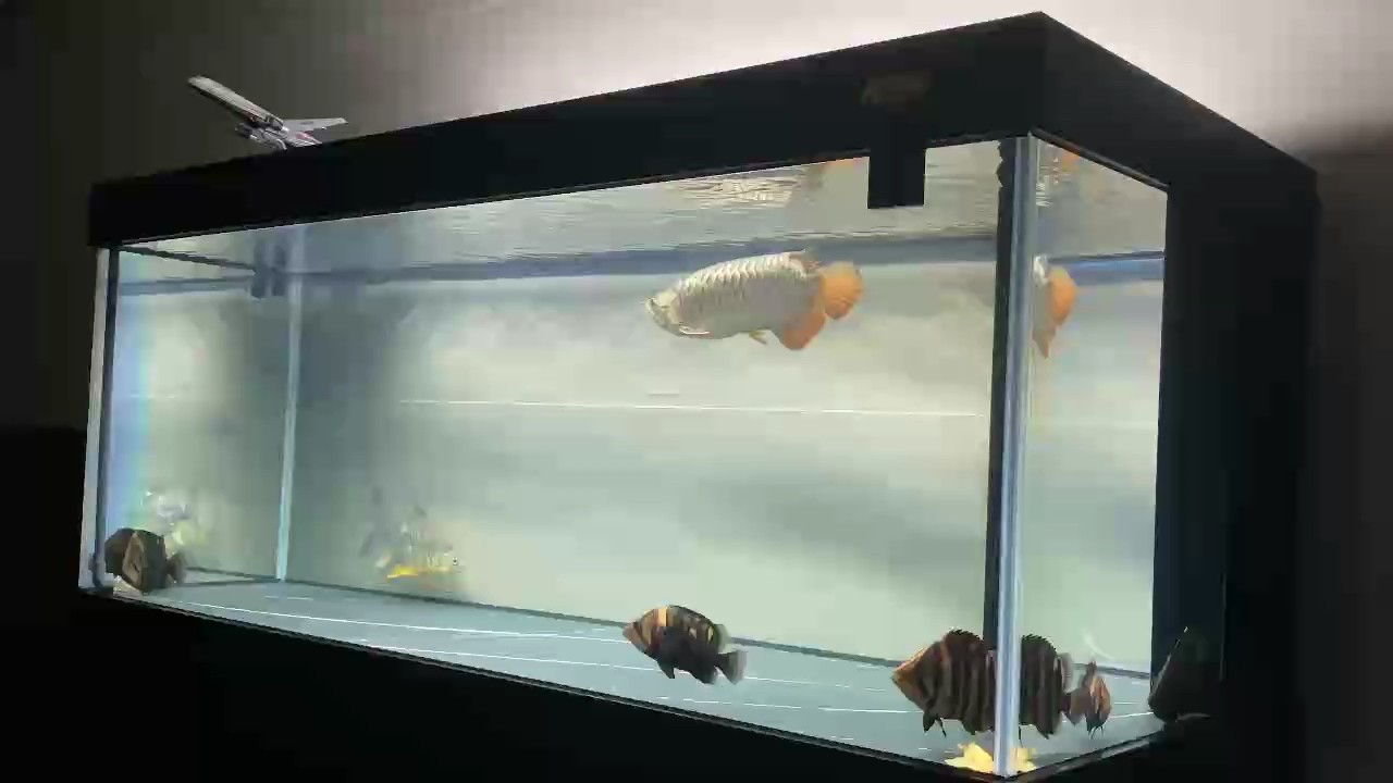 入缸已經五個多月了