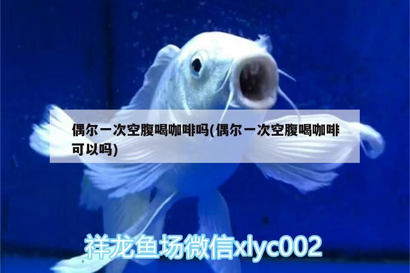 偶爾一次空腹喝咖啡嗎(偶爾一次空腹喝咖啡可以嗎)