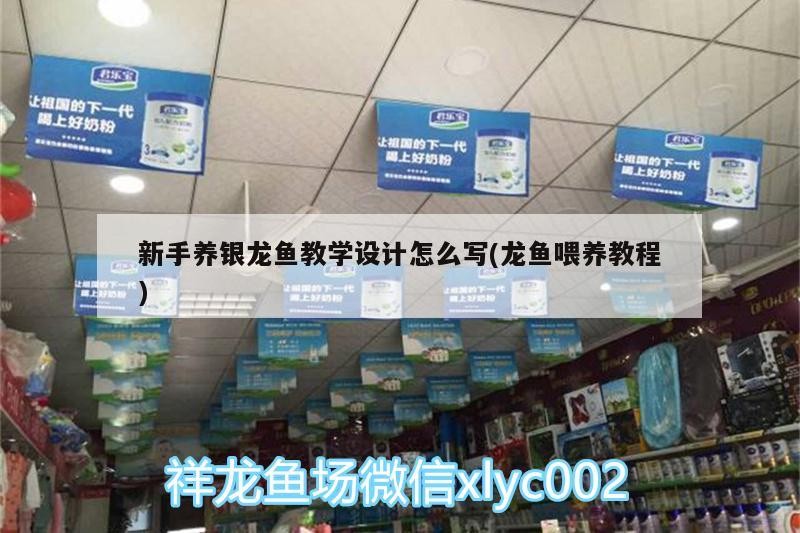 新手養(yǎng)銀龍魚教學(xué)設(shè)計(jì)怎么寫(龍魚喂養(yǎng)教程)