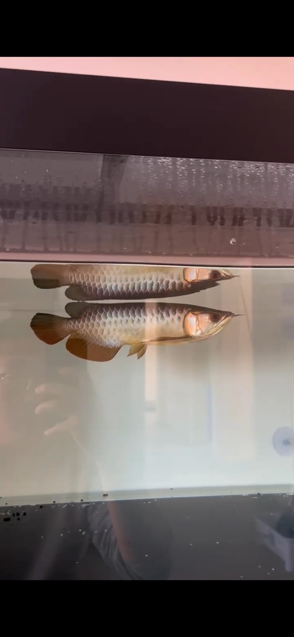 飼養五個月了變化還是很大