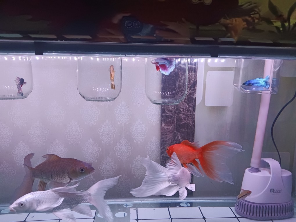 回家只想看魚