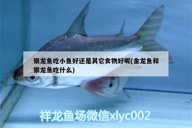 銀龍魚吃小魚好還是其它食物好呢(金龍魚和銀龍魚吃什么)