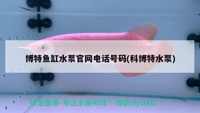 博特魚缸水泵官網電話號碼(科博特水泵)