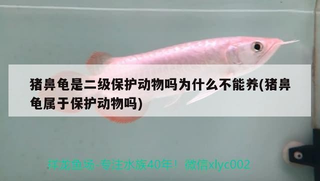 豬鼻龜是二級保護動物嗎為什么不能養(豬鼻龜屬于保護動物嗎)