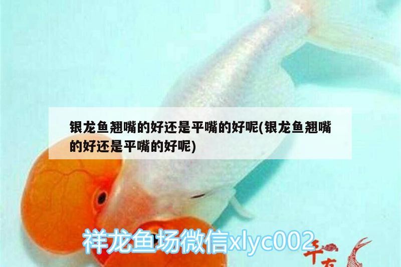 銀龍魚翹嘴的好還是平嘴的好呢(銀龍魚翹嘴的好還是平嘴的好呢)