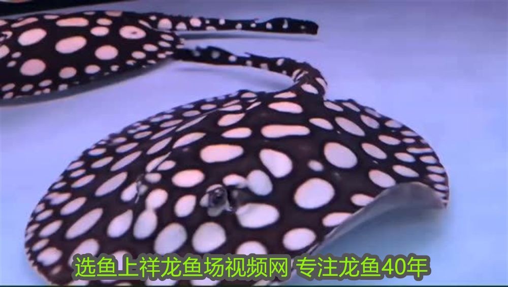 大同可麗愛魚缸專賣店地址：大同可麗愛魚缸專賣店，打造水族世界的藝術殿堂
