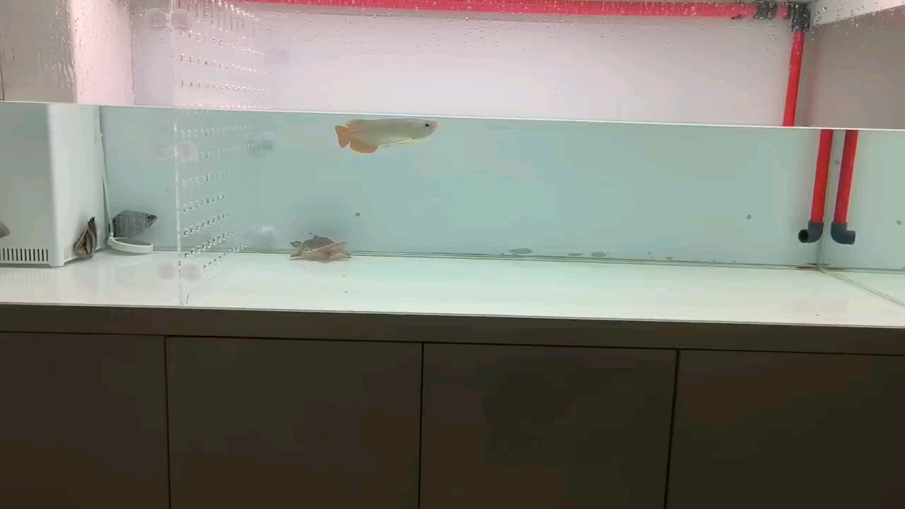 更換燈管飛利浦840