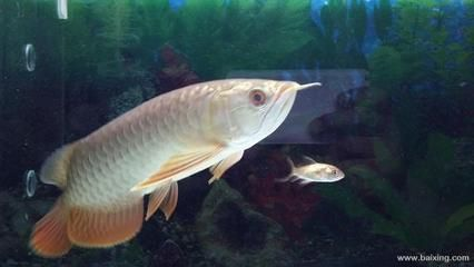 過背金龍魚能長多大的魚苗圖片：過背金龍魚能長多大