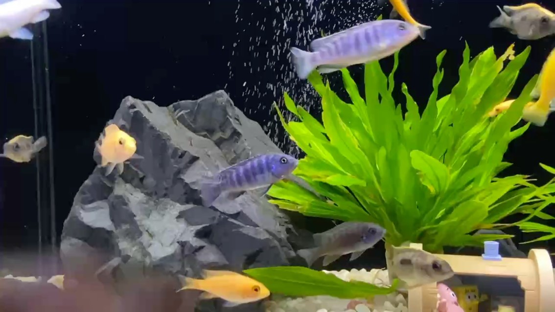 比起其他寵物我更喜歡養魚2004.10