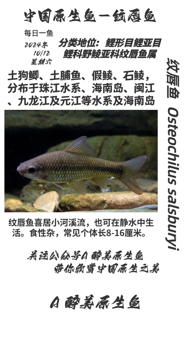 紋唇魚(yú)