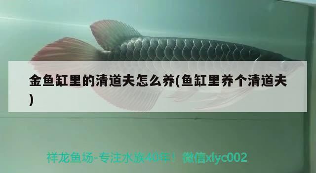 金魚缸里的清道夫怎么養(魚缸里養個清道夫)