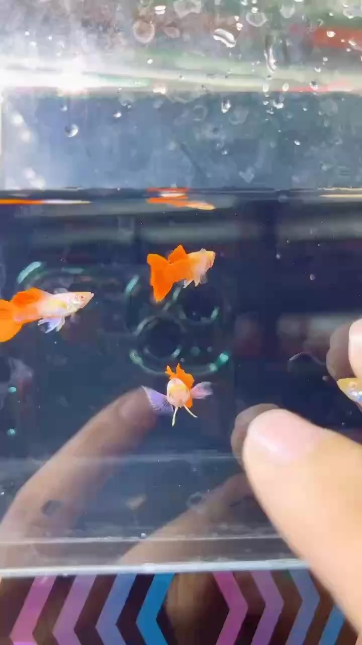 白子白金象耳孔雀魚#孔雀魚[話題]##高端孔雀魚[話題]##稀有孔雀魚[話題]#