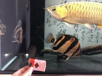 虎魚隔離盒放在什么位置：虎魚隔離盒的放置位置取決于具體需求和魚缸的實際情況