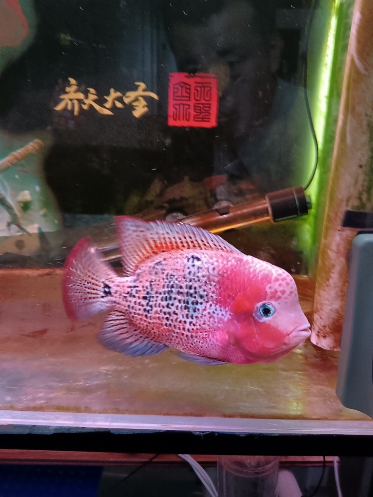 古典羅漢魚