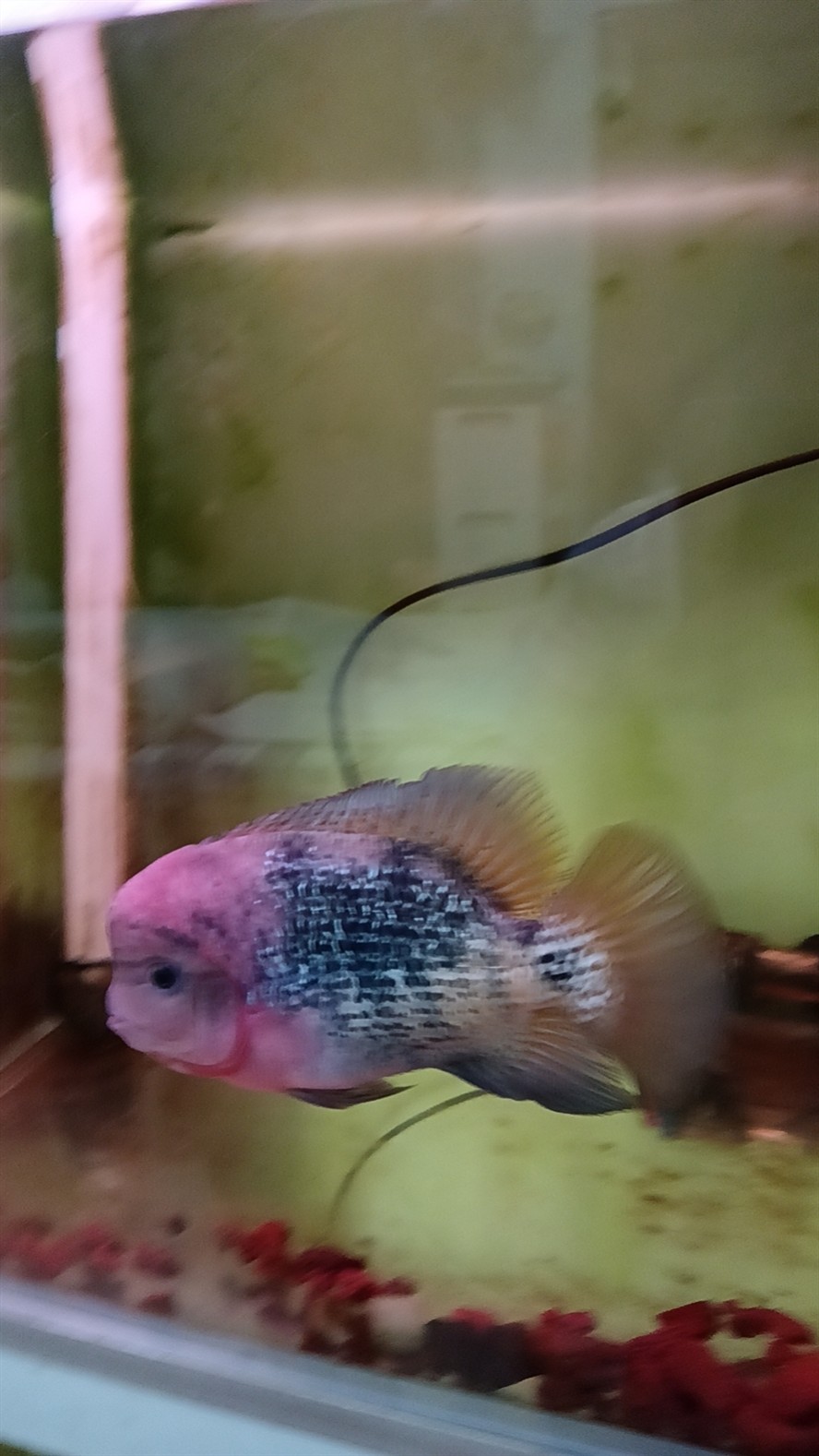 古典羅漢魚