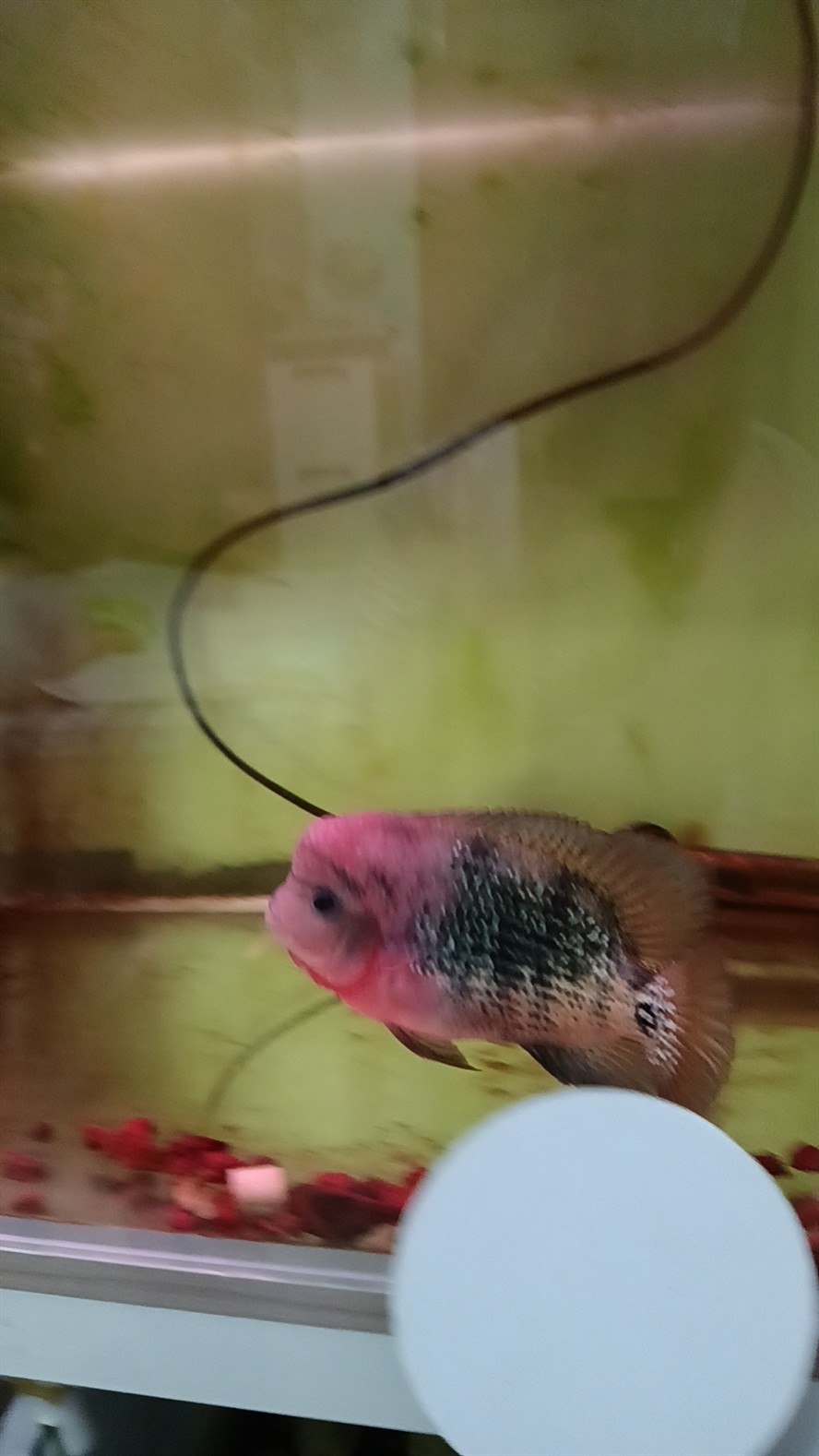 古典羅漢魚
