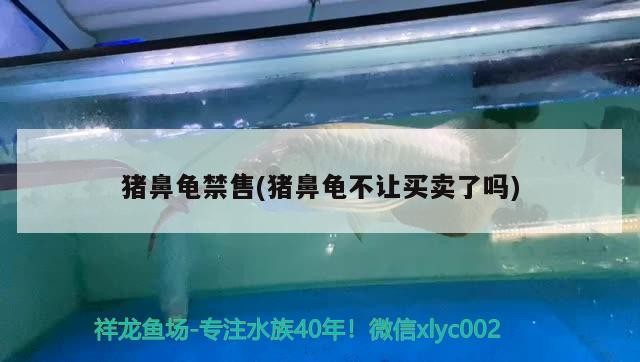 豬鼻龜禁售(豬鼻龜不讓買(mǎi)賣(mài)了嗎)