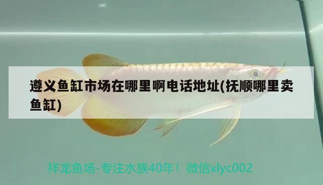 遵義魚缸市場在哪里啊電話地址(撫順哪里賣魚缸)