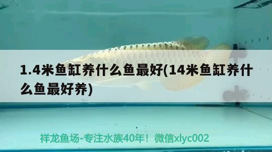 1.4米魚缸養什么魚最好(14米魚缸養什么魚最好養)